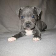 Staffordshire bull terrier Bentley