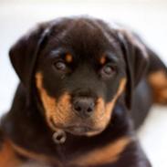 Rottweiler Von Hause Nomis Itaz RIP