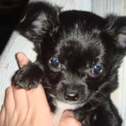 Chihuahua Jigglypuff