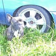 Fransk bulldog Peacey