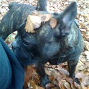 Fransk bulldog Peacey