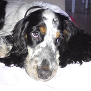 Cocker spaniel Møller