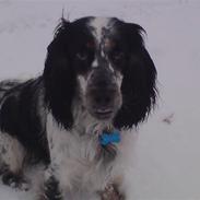 Cocker spaniel Møller