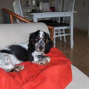 Cocker spaniel Møller