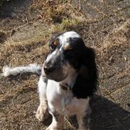 Cocker spaniel Møller