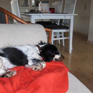 Cocker spaniel Møller