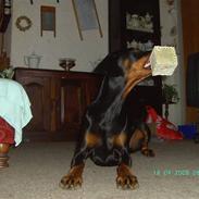 Dobermann Laura