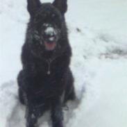 Schæferhund ambo