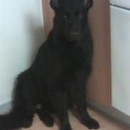 Schæferhund ambo