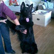 Schæferhund ambo