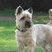 Cairn terrier Tofthus' Kingston