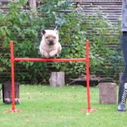 Cairn terrier Tofthus' Kingston
