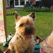 Cairn terrier Tofthus' Kingston