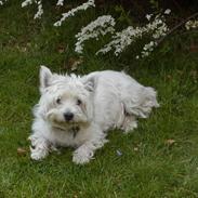 West highland white terrier Tarco