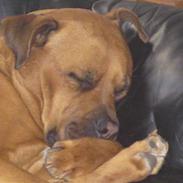 Blanding af racer Freja - R.I.P <3 ('03-10)