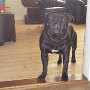 Staffordshire bull terrier Cody