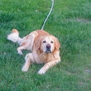 Hovawart Carlo *død :'( *