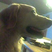 Hovawart Carlo *død :'( *