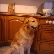 Hovawart Carlo *død :'( *