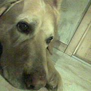 Hovawart Carlo *død :'( *