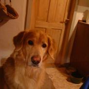 Hovawart Carlo *død :'( *