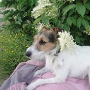 Jack russell terrier l Laika<3
