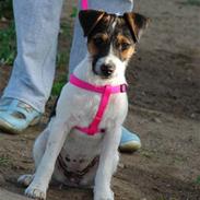 Jack russell terrier l Laika<3