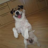 Jack russell terrier l Laika<3