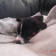 Dansk svensk gaardhund Deddi