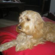 Blanding af racer Via