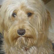 Blanding af racer Via