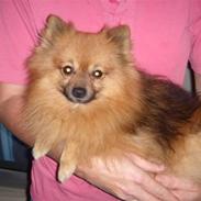 Pomeranian Cæsar Von Red Bull