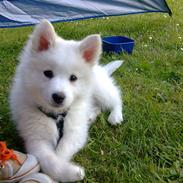 Japansk spids Tjalfe