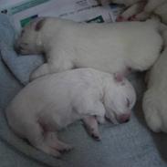 Japansk spids Tjalfe