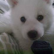 Japansk spids Tjalfe