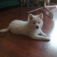 Japansk spids Tjalfe