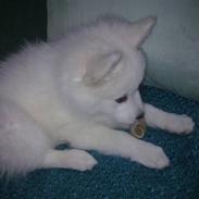 Japansk spids Tjalfe