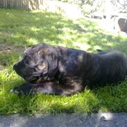 Cane corso Mojo!