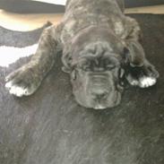 Cane corso Mojo!