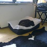 Cane corso Mojo!