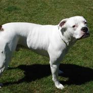 Amerikansk bulldog mjølner bess bonzo