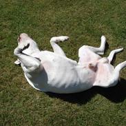 Amerikansk bulldog mjølner bess bonzo