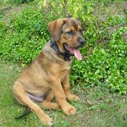 Blanding af racer Zantos