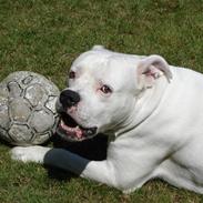 Amerikansk bulldog mjølner bess bonzo