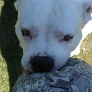 Amerikansk bulldog mjølner bess bonzo