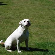 Amerikansk bulldog mjølner bess bonzo