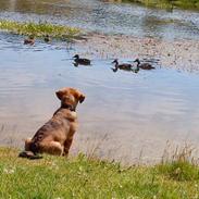 Blanding af racer Zantos