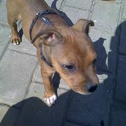 Staffordshire bull terrier Shady
