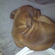 Staffordshire bull terrier Shady