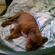 Staffordshire bull terrier Shady